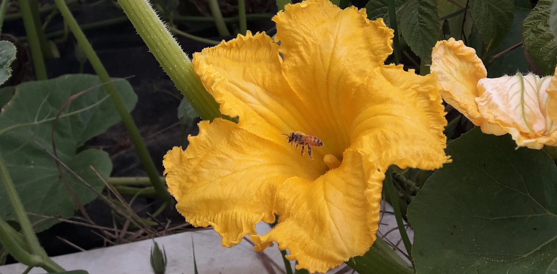 Pollinisation