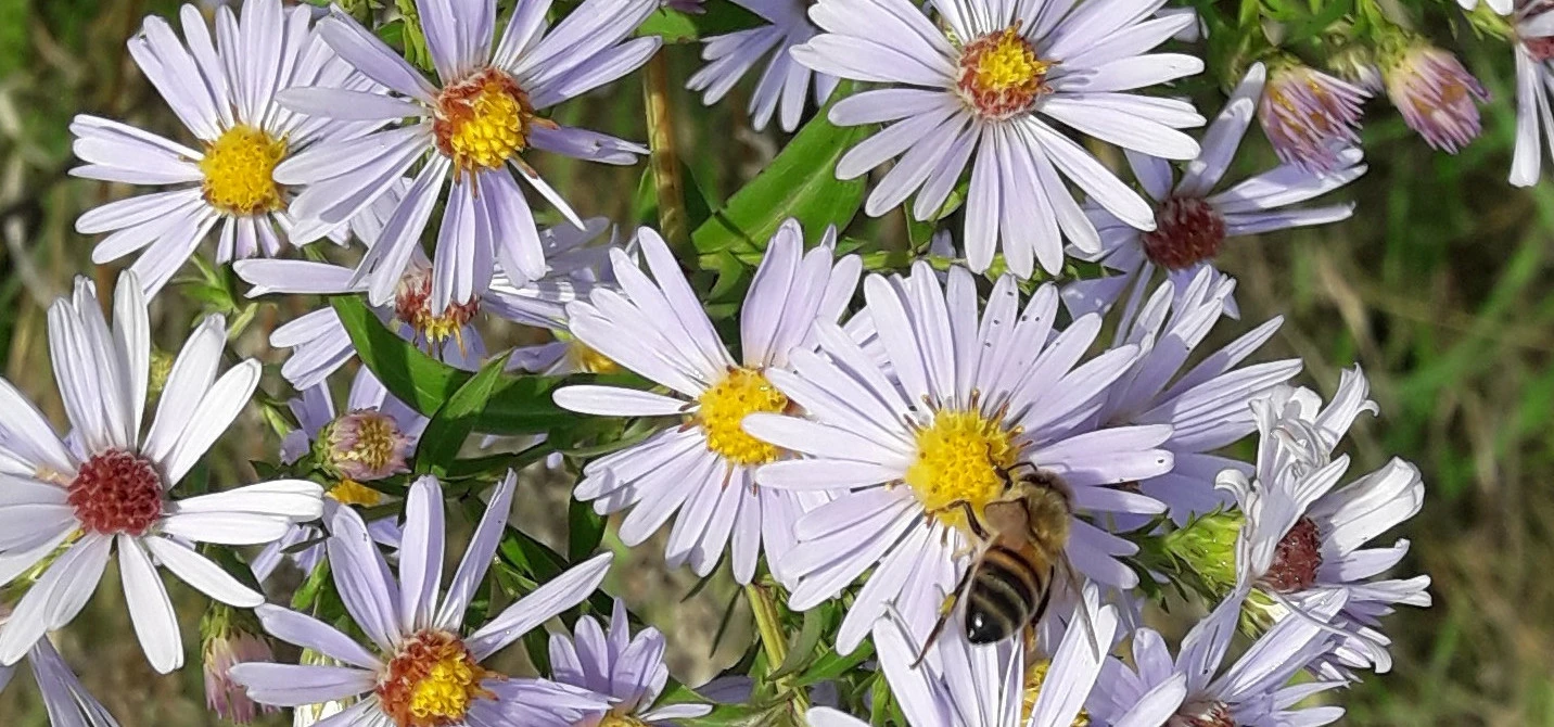 Aster