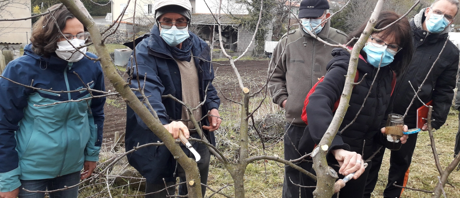 Démontration de taille de pommier