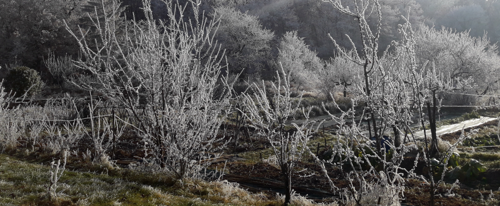 Givre au jardin de Reilhat