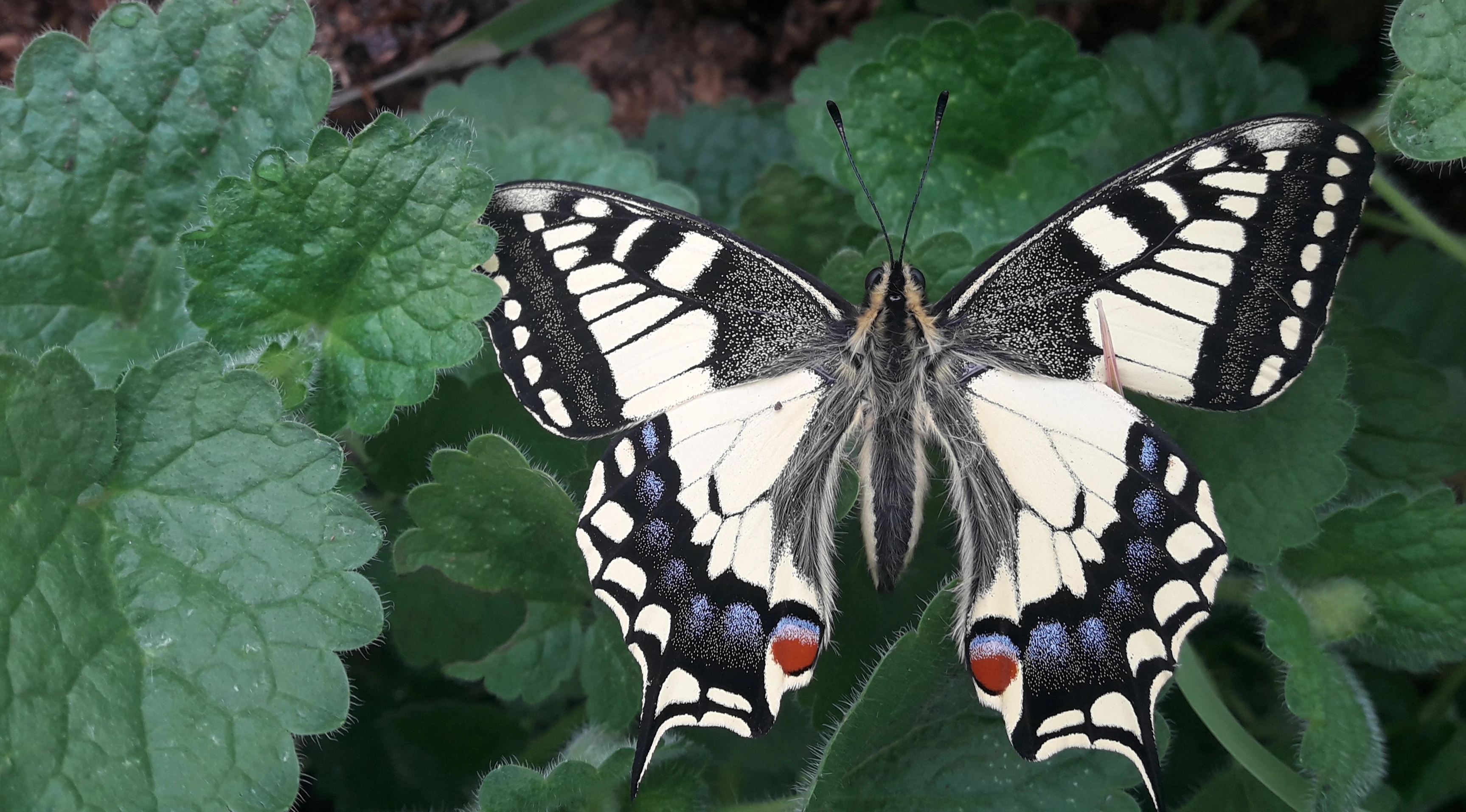Papillon machaon