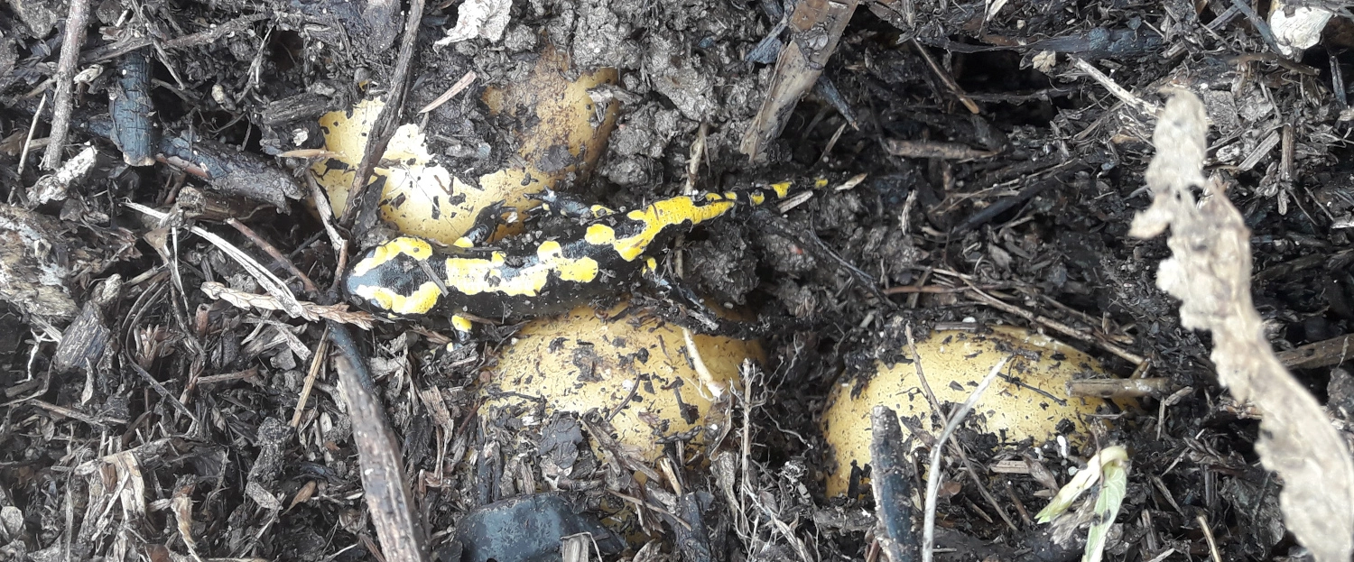 Salamandre